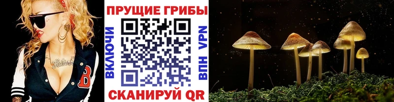 сколько стоит Меленки Галлюциногенные грибы Psilocybe